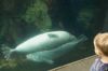 5/21 - I finally made it to the Boston Aquarium, but Meegan was already gone.