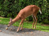 8/18 - Shot a deer at lunch (with my camera phone).