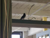 5/9 - Someone left the window pretty wide open at the office today.