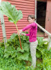 5/28 - Let's make some rhubarb muffins for breakfast.