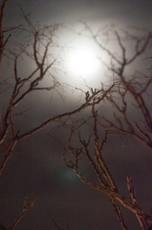 The Moon
