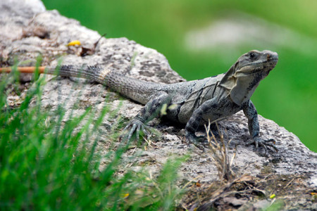 Lizard of Uxmal
